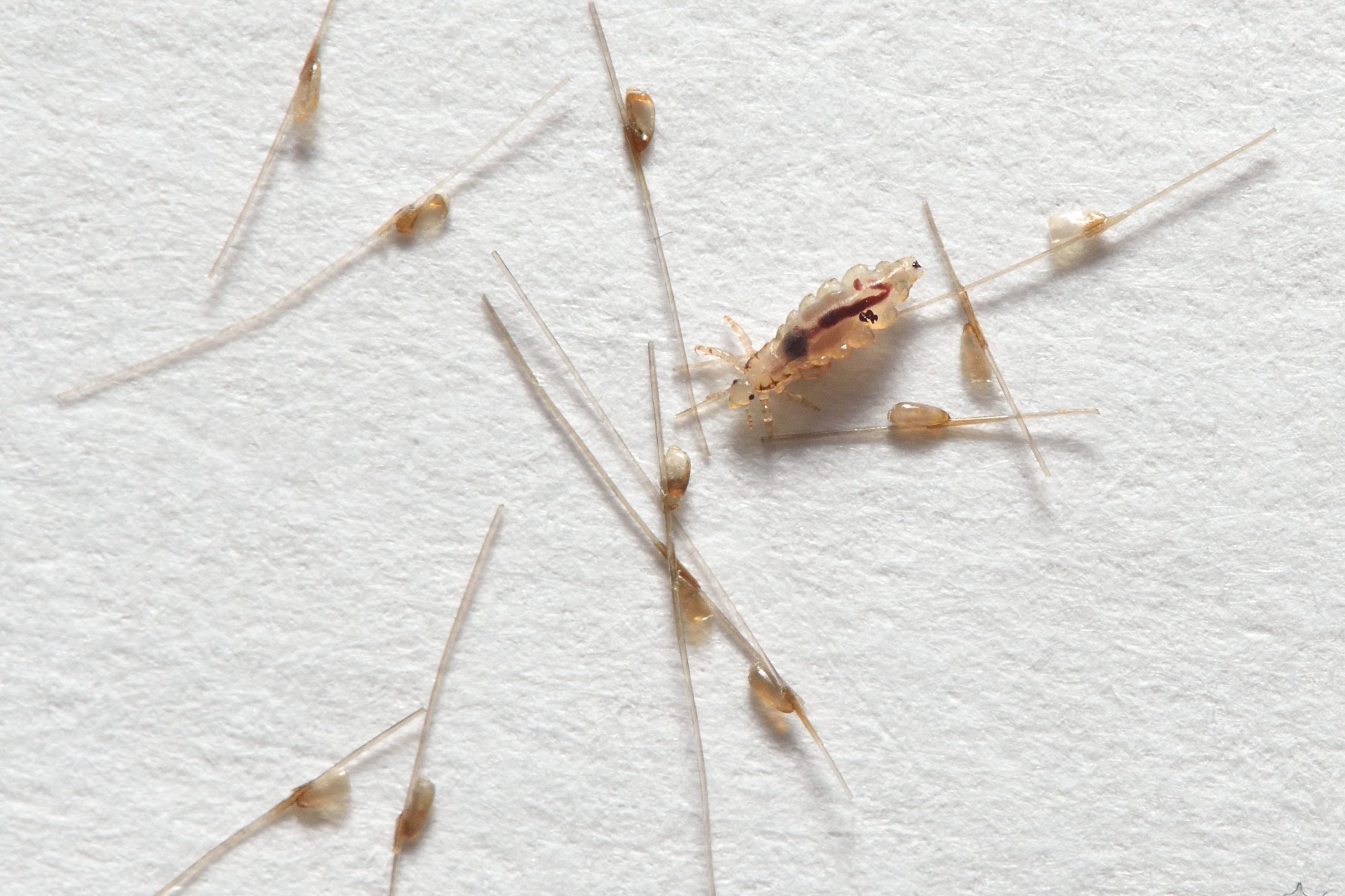Bugs That Look Like Lice