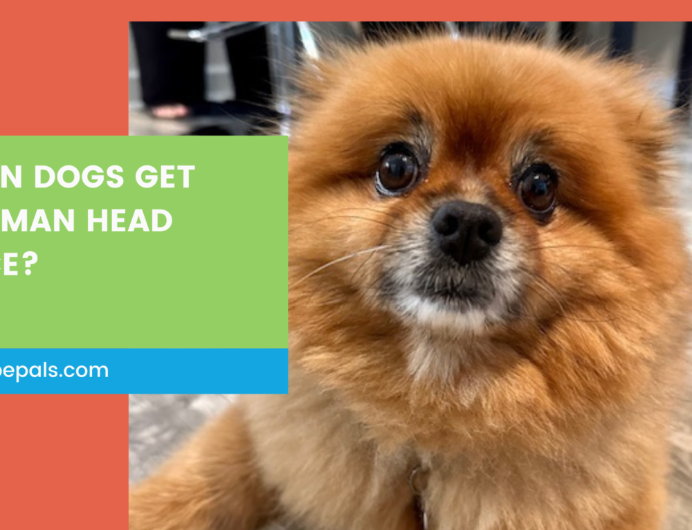 Best Lice Treatment Service PALS Locations In Home or Lice Clinics