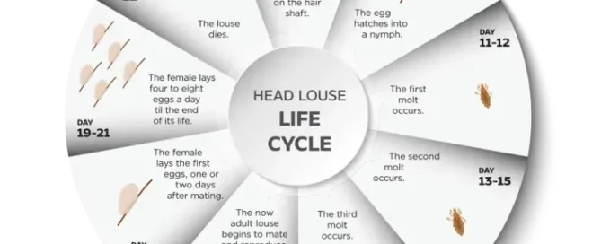 nit life cycle